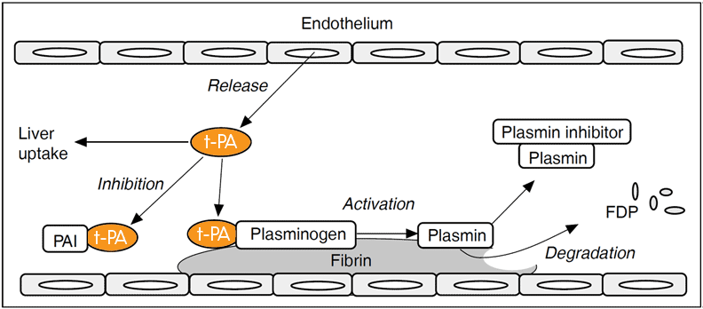 tPA t-PA tissue plasminogen activator assay test kit