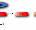 DPGHaT-100 Thrombin equation illustration