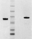 DPGHaT-100 Thrombin sample with R on the top left and NR on the top right