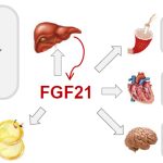 FGF21 Illustration showing lungs, brain, heart icons with that increases and decreases next to it