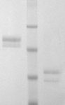 HCPC-0070 DiaPharma Human Protein C Zymogen