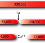 HCV-0100 BCV-0100 DiaPharma Factor V