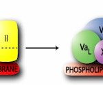 HCVA-0110 DiaPharma Human Factor Va