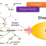 shear coagulation illustration showing the solution and equation for Platelet and shear stress