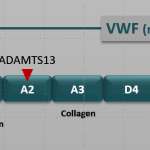 FZMB von Willebrand Factor Propeptide illustration