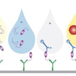 Technoscreen ADAMTS-13 Assay Principle Illustration