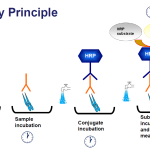 Assay Principle illustration