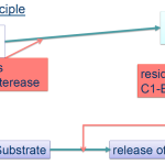 DiaPharma Technoclone C1 INH Assay Test Principle illustration