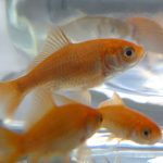 A close-up of three goldfish