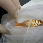 A goldfish lying in the middle of a white net