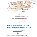 M30 CytoDeath & Apoptosense ELISA solution for Apoptosis Illustration