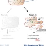 M30 Apoptosense Elisa Solution for Epithelial Cell Death illustration