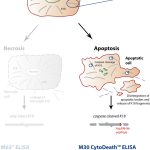 M30 CytoDeath Elisa Solution for Epithelial Cell Death illustration