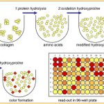 QZBtotcol1 QuickZyme Total Collagen illustration and steps