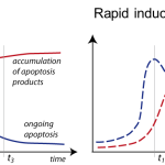 Apoptosis graphs showing the slow induction & rapid induction