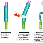 ADAMTS13 Test Principle illustration starting with anti-GST antibody coated plate