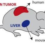 A rat illustration with arrows pointing to human tumor and liver