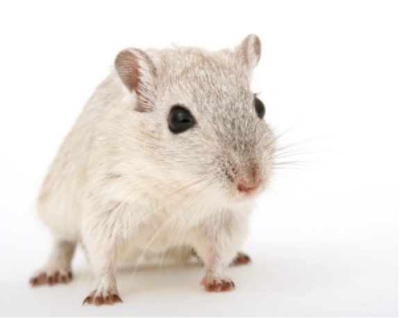 A close up of a rat against a white background