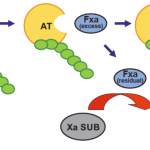 DiaPharma Technoclone Technochrom Anti-Xa steps illustration