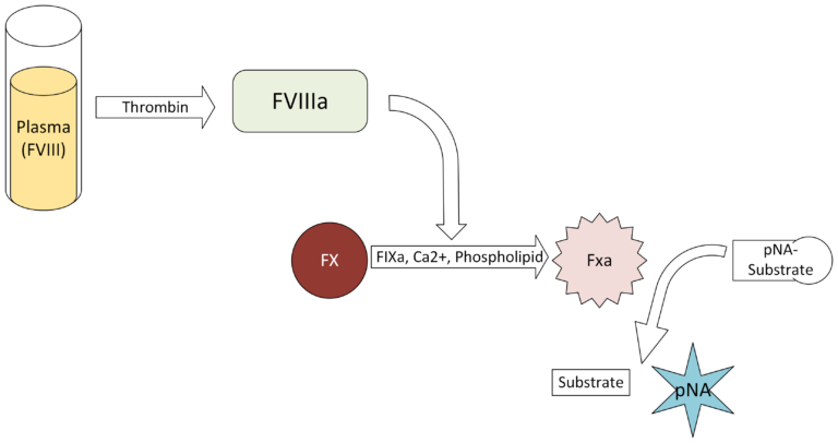 Technochrom FVIII:C 2G chromogenic assay