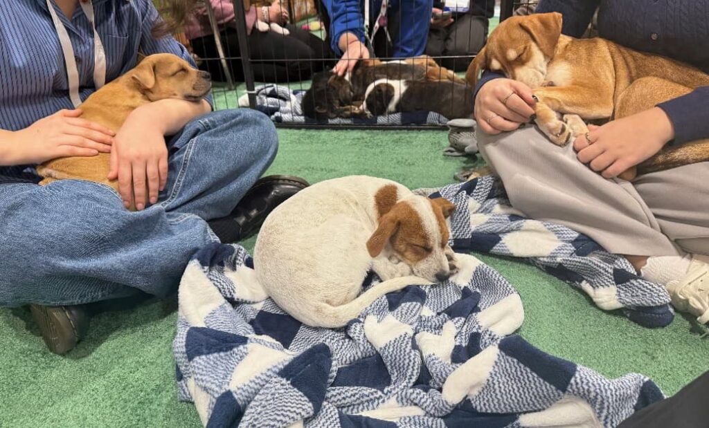 Attendees sit on the floor at the ASH 2025 Meeting Puppy Playground while several puppies rest and sleep on blankets, creating a calm, comforting space for conference participants.