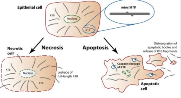 caspase pic