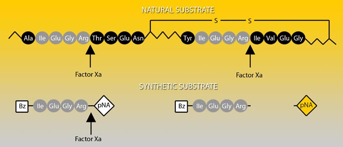 Factor Xa Chromogenic Substrate