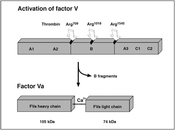 APC activated protein C resistance factor V leiden clotting assay test kit