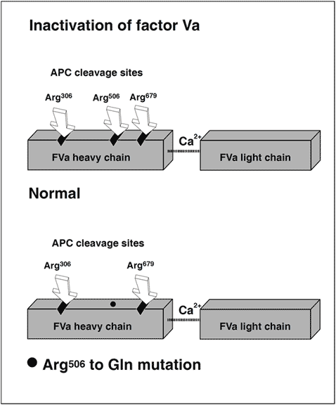 APC activated protein C resistance factor V leiden clotting assay test kit