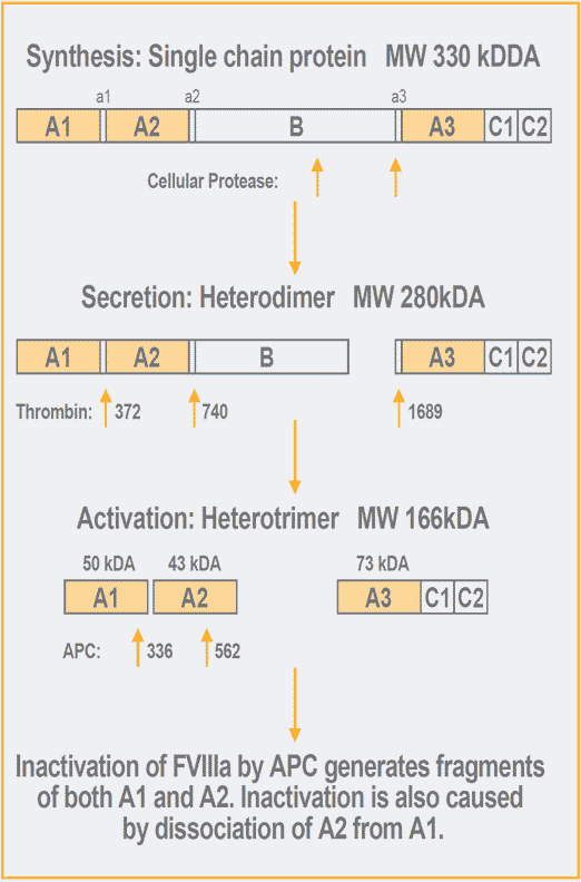 chromogenic factor viii assay test kit