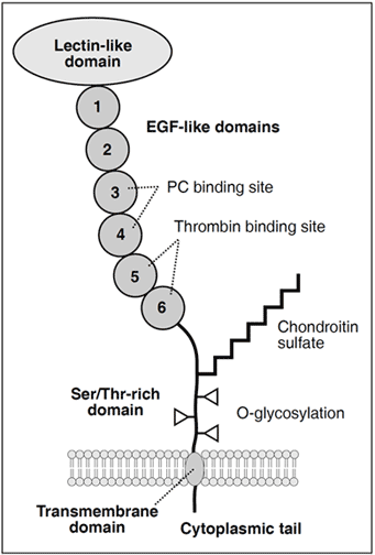 Chromogenic Protein C assay test kit