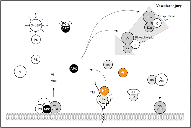 Chromogenic Protein C assay test kit