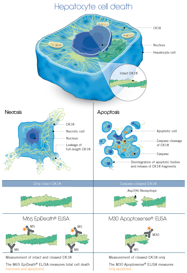 Hepatocyte Cell Death ELISA Apoptosis Necrosis CK18 Cytokeratin 18