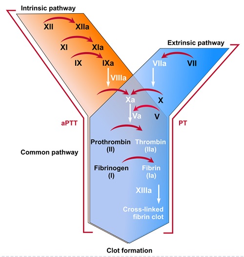 coagulation intrinsic extrinsic common pathway clot formation