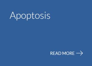 apoptosis assay measurement test kit ELISA