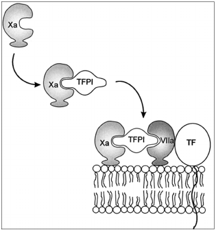 Andexanet may be prothrombotic