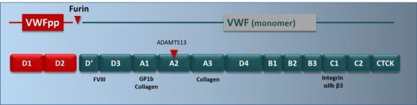 vWF Activity, Antigen, Collagen Binding, Propeptide