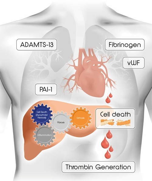 Liver Disease Coagulopathy Research ELISA Assay kits