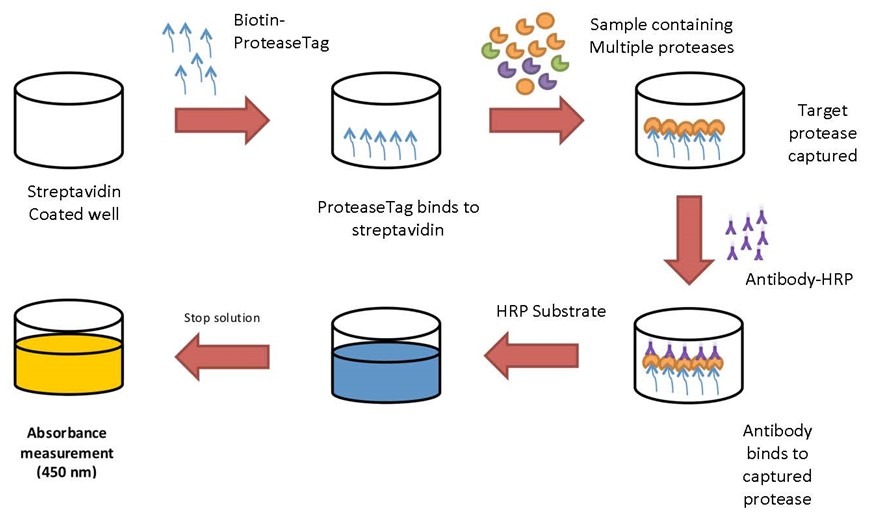 ProAxsis ProteaseTag™ Active Neutrophil Elastase Assay