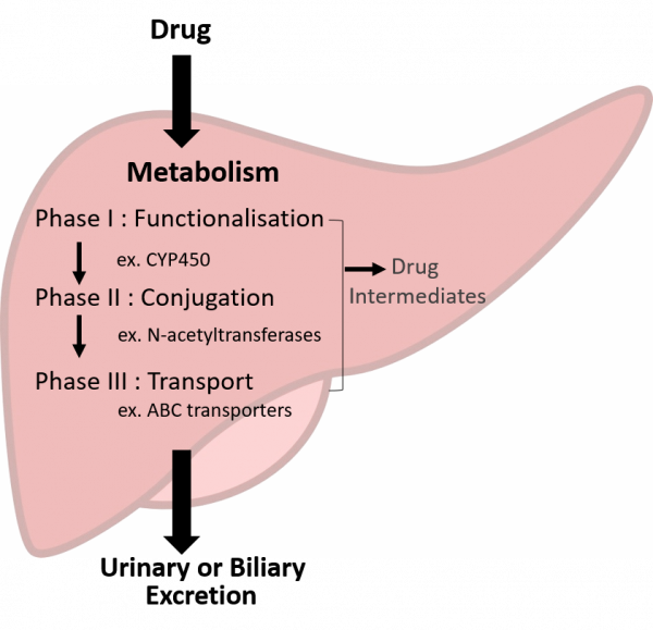 liver drug metabolizing enzymes transporters (DMETs) DILI