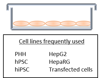 monolayer cell culture human hepatocytes (PHH), human pluripotent stem cells (hPSC), human induced pluripotent stem cells (hiPSC), hepatoma cell lines HepG2, HepaRG