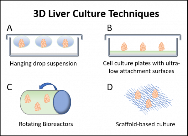 3D liver culture techniques hanging drop suspension, cell culture plates coated ultra-low cell attachment surfaces, rotating bioreactors, scaffold-based culture systems