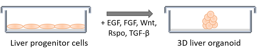 3D liver organoids, EGF, FGF, Wnts, Rspo, TGF-β