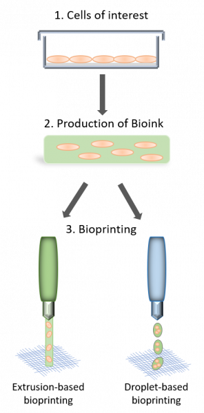 3D Bioprinting