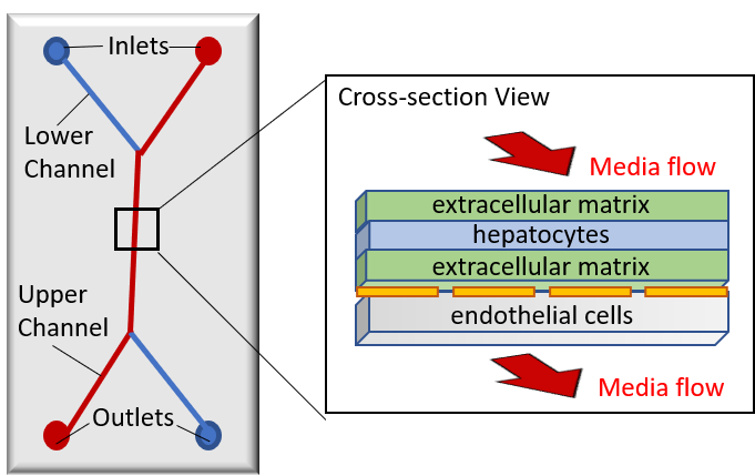 Liver-chip