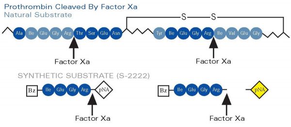 prothrombin cleaved by factor xa