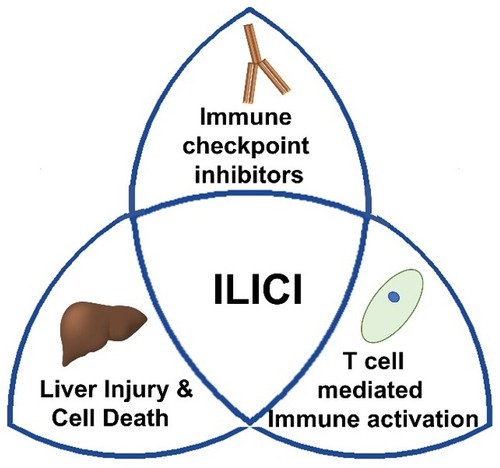 ILICI liver injury & cell death immune checkpoint inhibitors t cell mediated immune activation