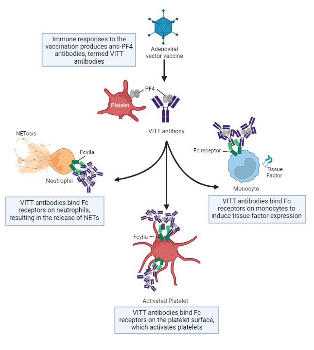 mechanisms of VITT pathogenesis that contribute to platelet activation