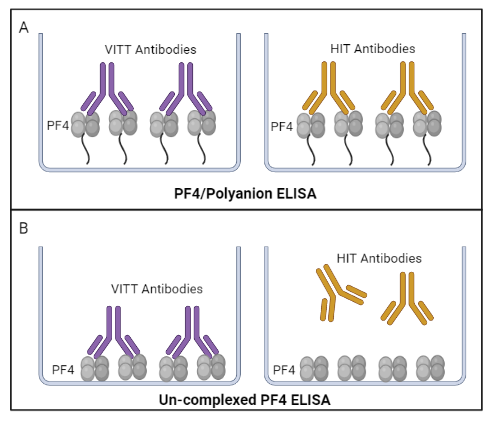 VITT antibodies and HIT antibodies bind PF4/polyanion ELISA assays