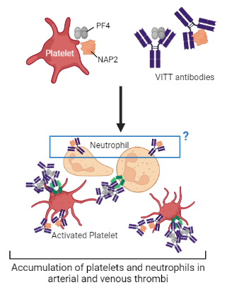 VITT antibodies may be targeting NAP2 in addition to PF4 to activate platelets